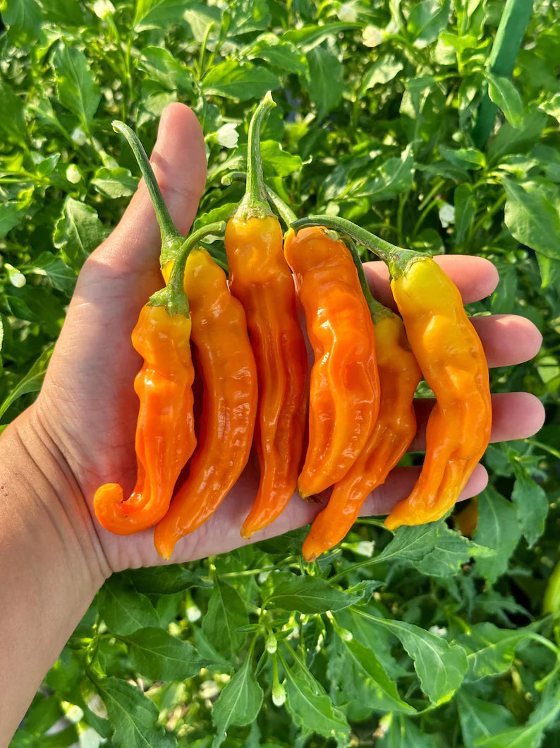 Aji Inca Berry XL Orange Pepper Seeds