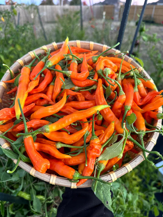 Aji Inca Berry XL Orange Pepper Seeds