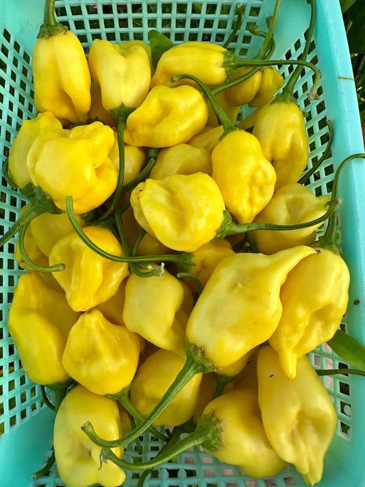 Aji Lemon Ball Pepper Seeds