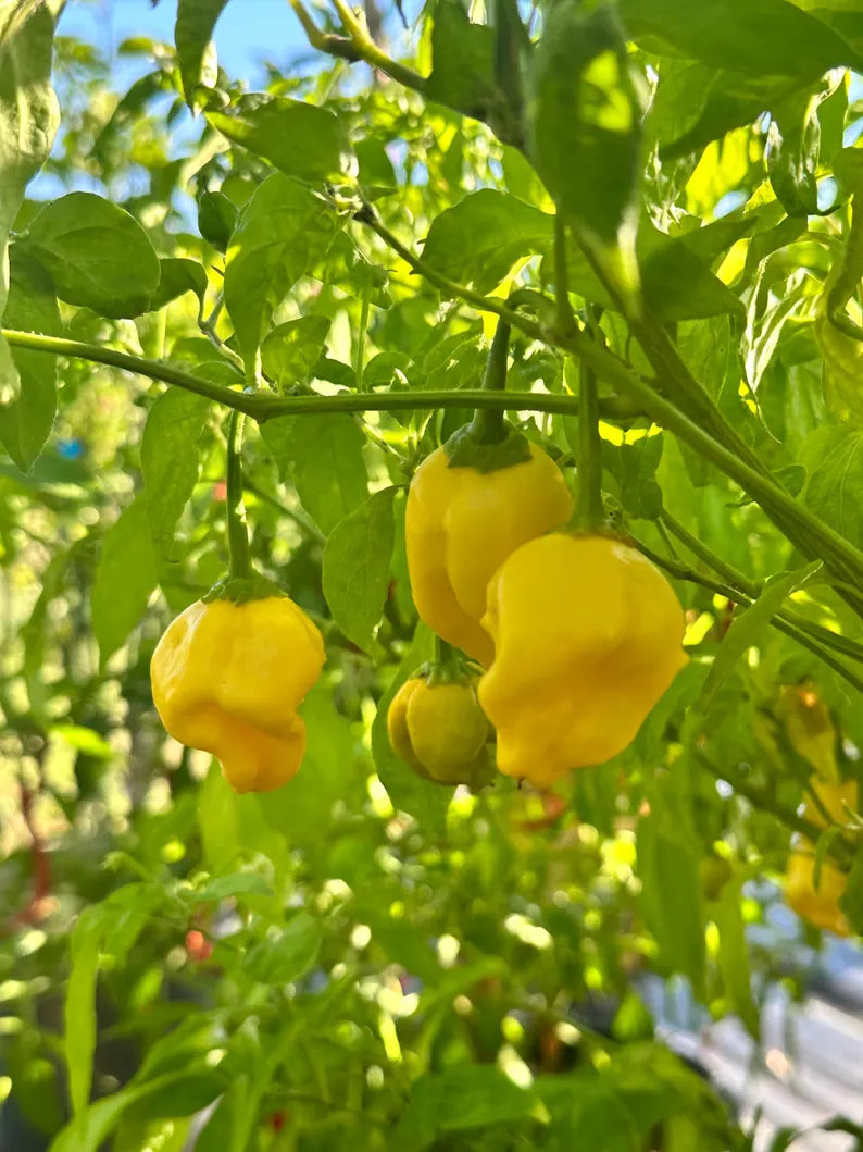 Aji Lemon Ball Pepper Seeds