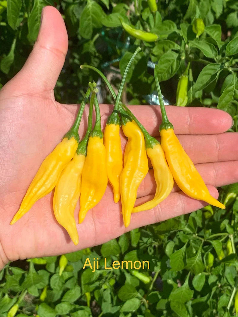 Aji Lemon Drop Pepper Seeds