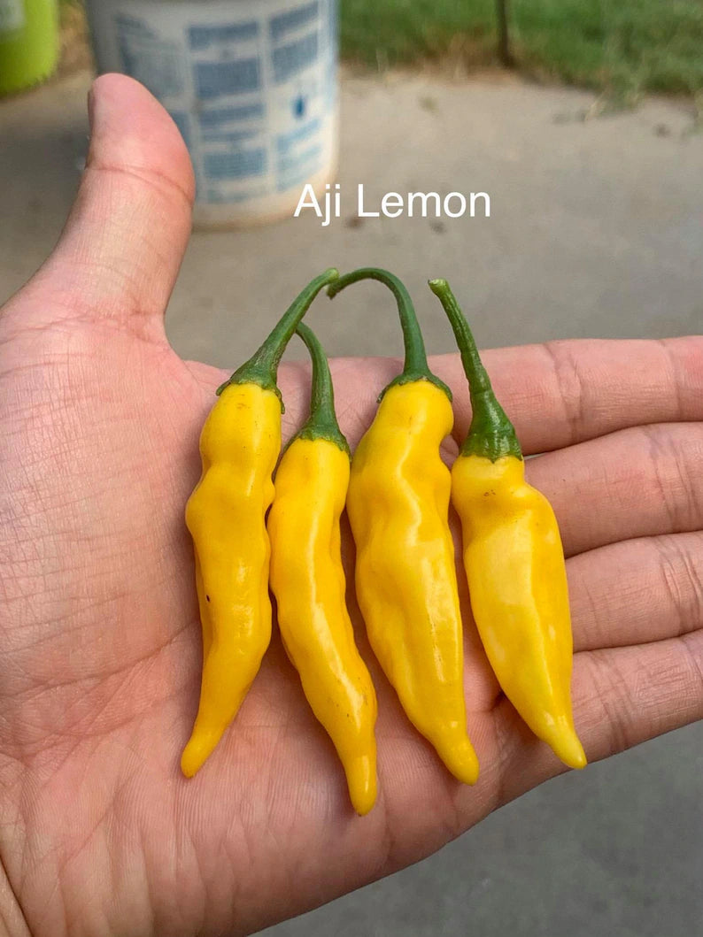 Aji Lemon Drop Pepper Seeds