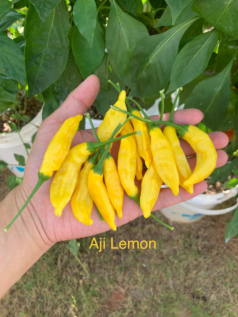 Aji Lemon Drop Pepper Seeds