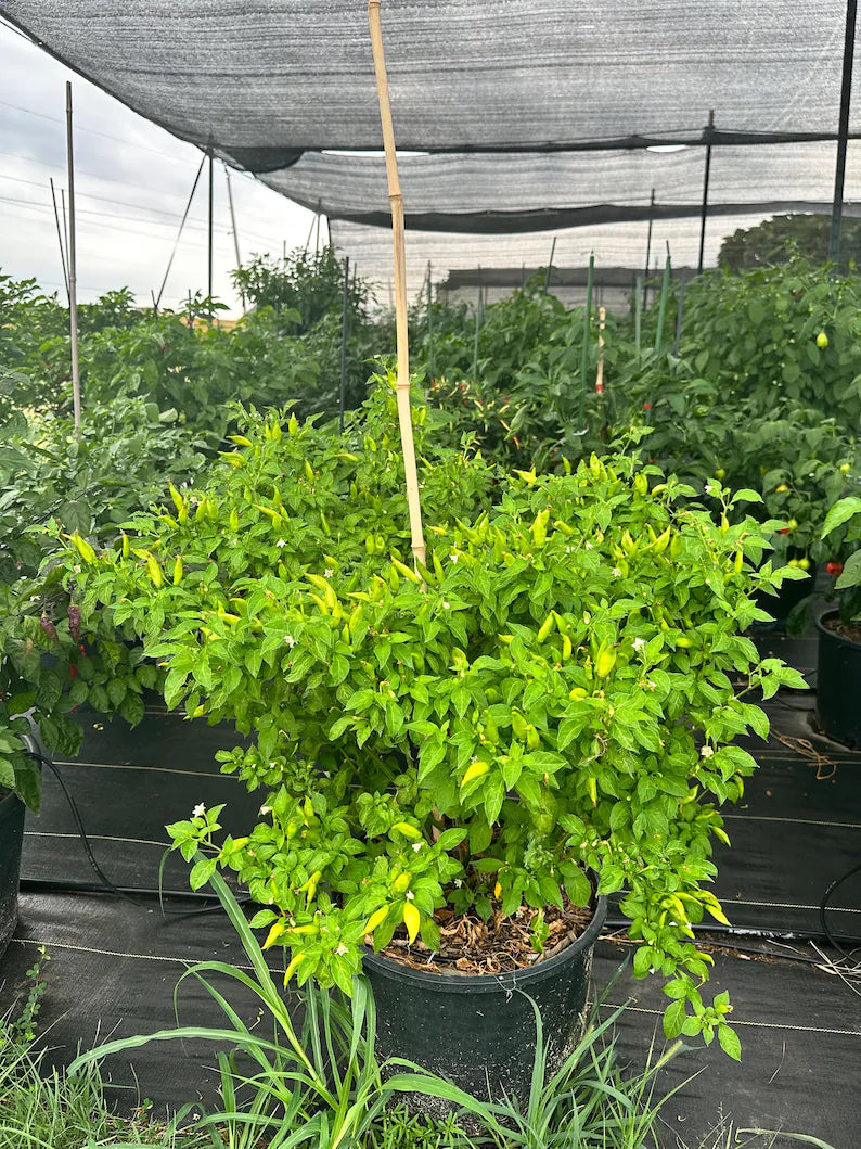 Aji Lemon Drop Pepper Seeds