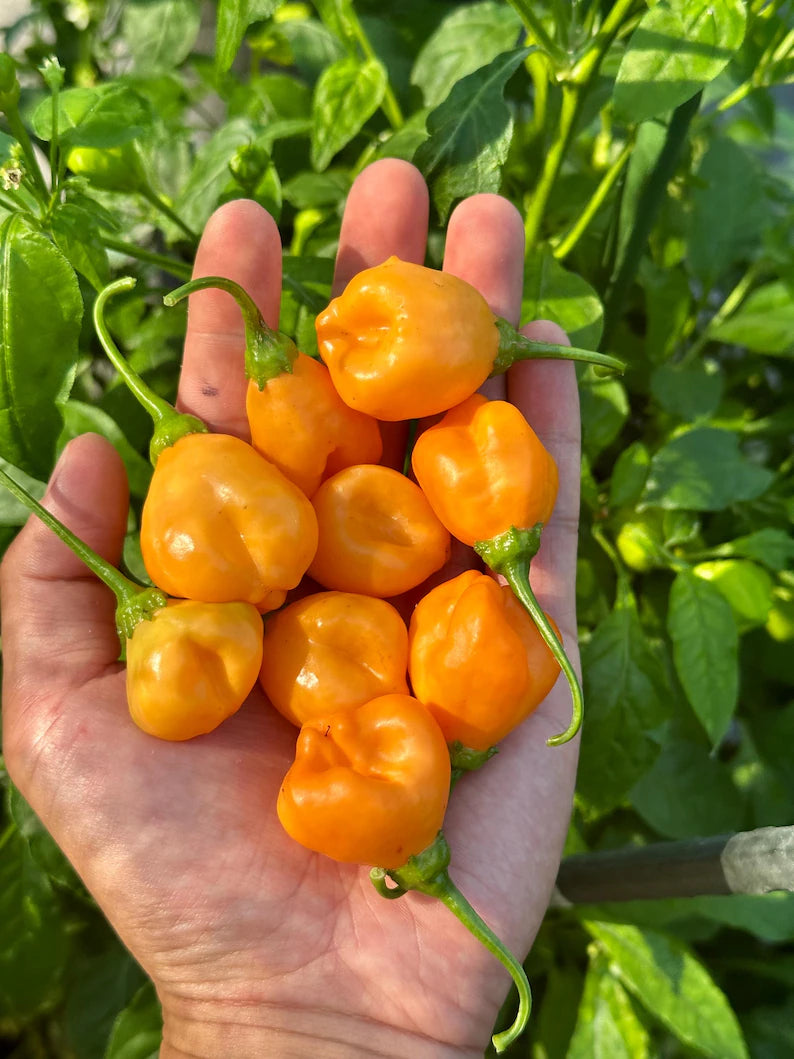 Aji Mango Stumpy Pepper Seeds