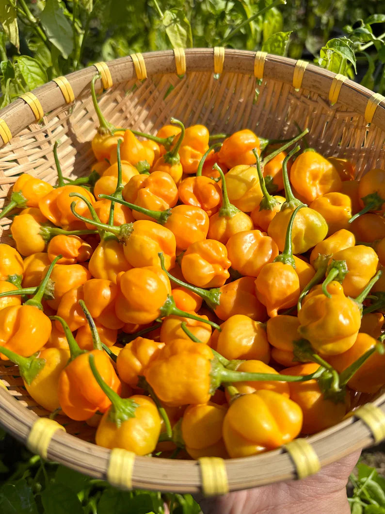 Aji Mango Stumpy Pepper Seeds