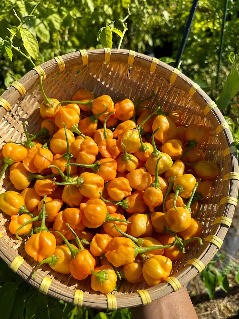 Aji Mango Stumpy Pepper Seeds