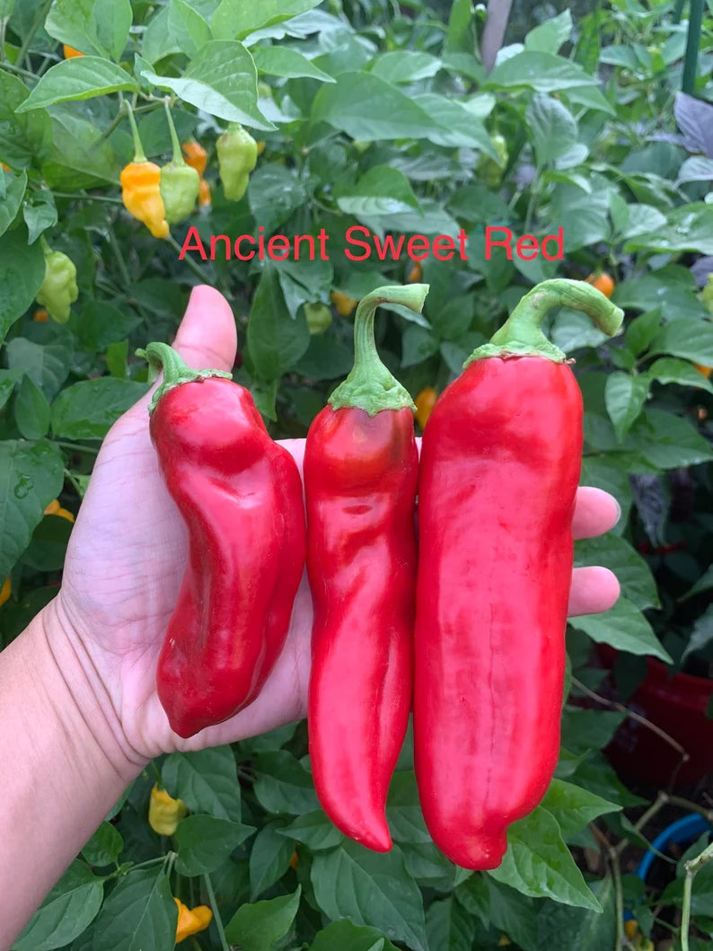 Ancient Sweet Red Pepper Seeds