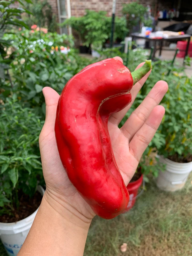 Ancient Sweet Red Pepper Seeds