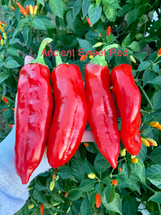 Ancient Sweet Red Pepper Seeds