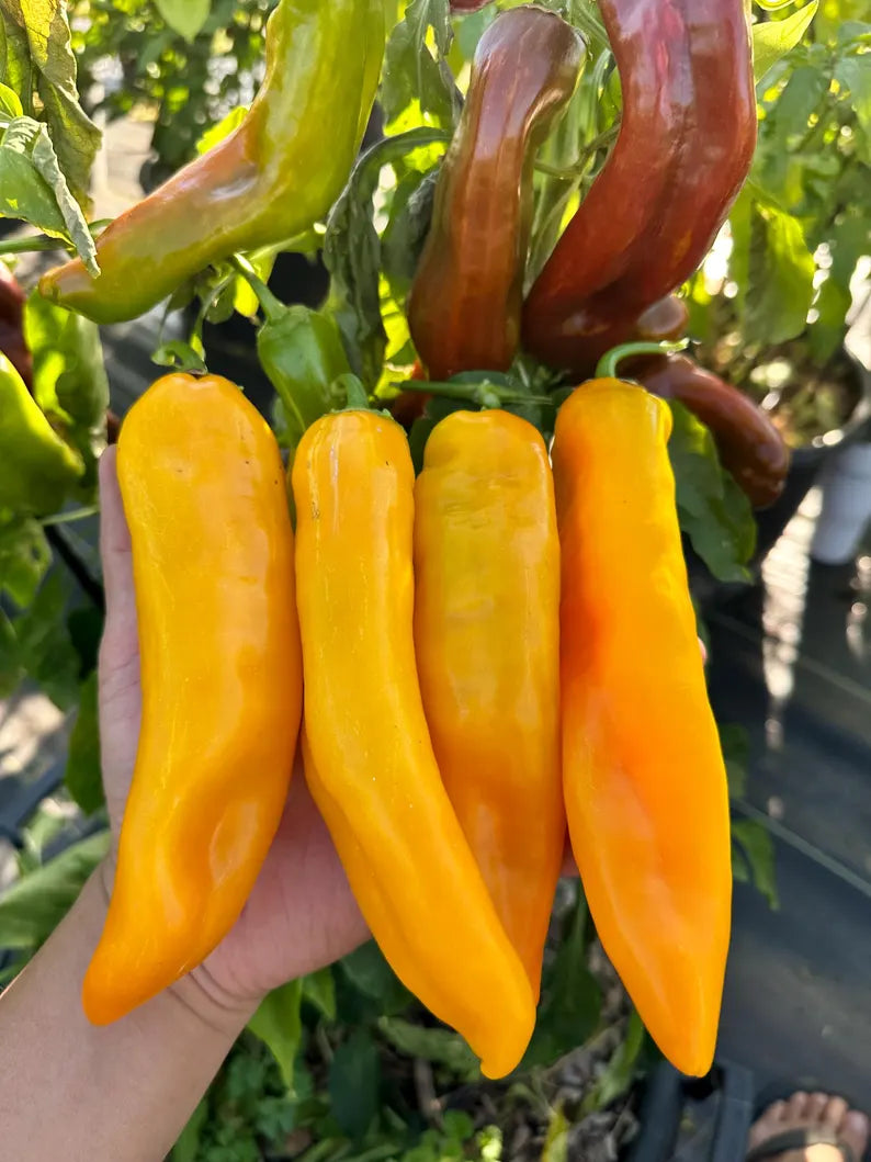 Ancient Sweet Gold Pepper Seeds