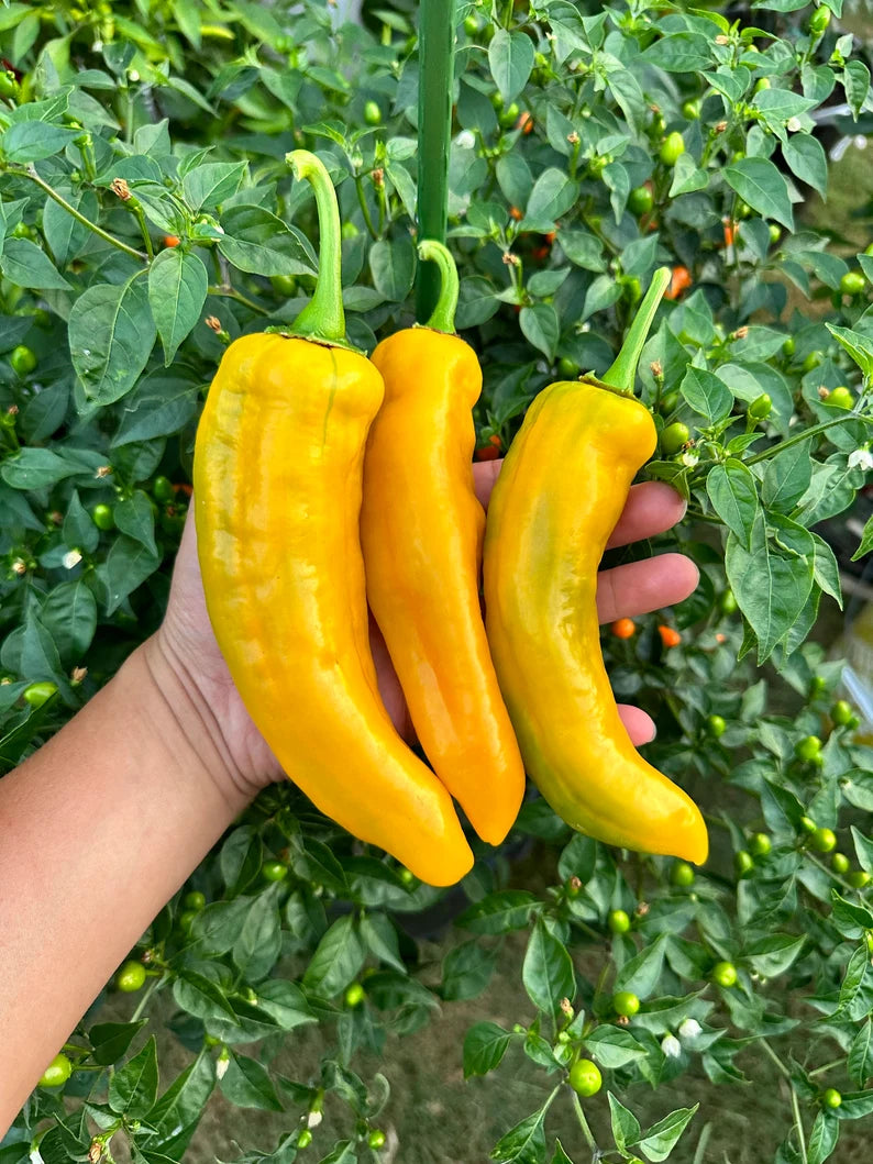 Ancient Sweet Gold Pepper Seeds