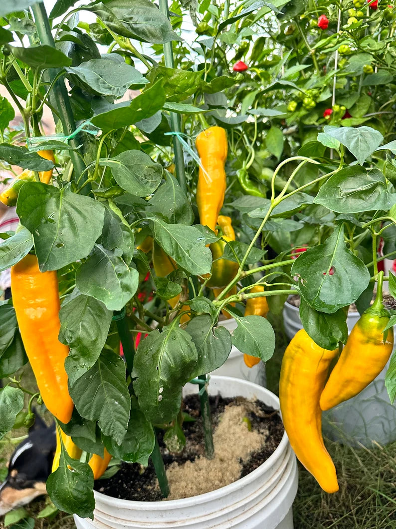 Ancient Sweet Gold Pepper Seeds