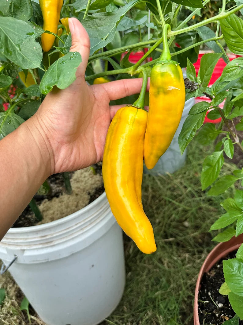 Ancient Sweet Gold Pepper Seeds