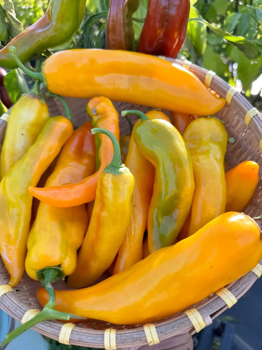 Ancient Sweet Gold Pepper Seeds