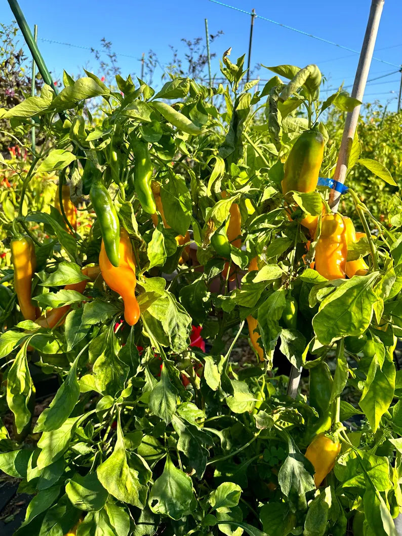 Ancient Sweet Gold Pepper Seeds