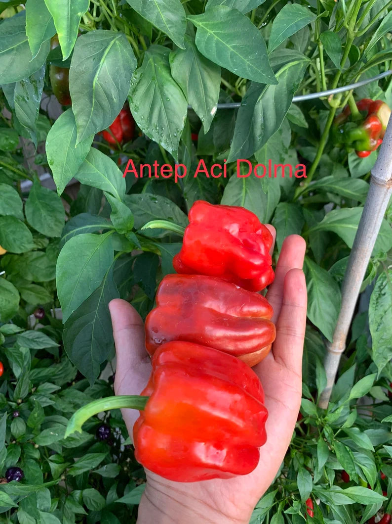 Antep Aci Dolma Pepper Seeds