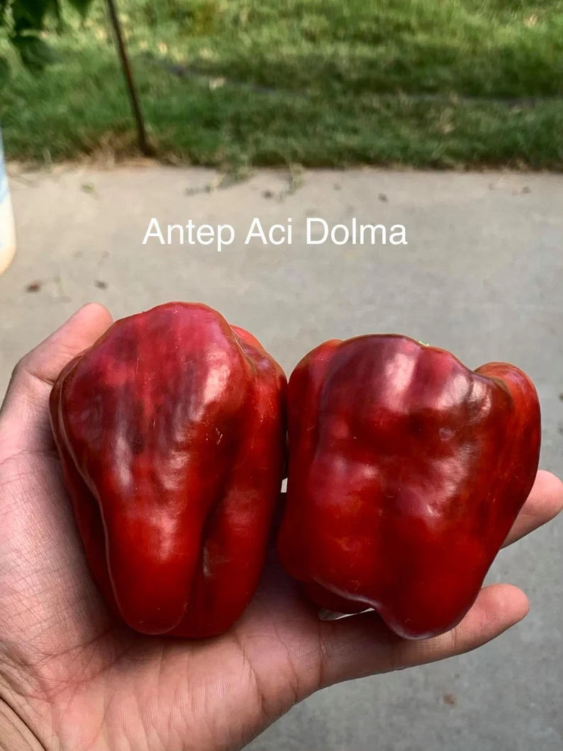 Antep Aci Dolma Pepper Seeds