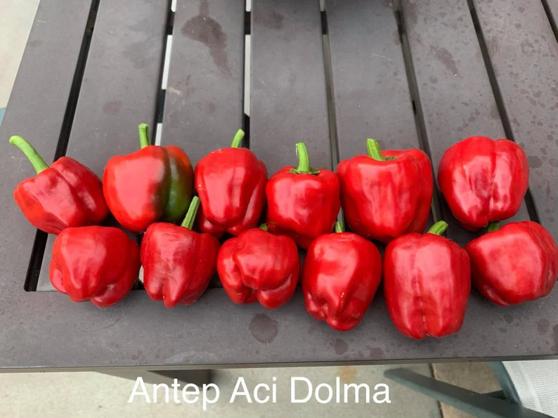 Antep Aci Dolma Pepper Seeds