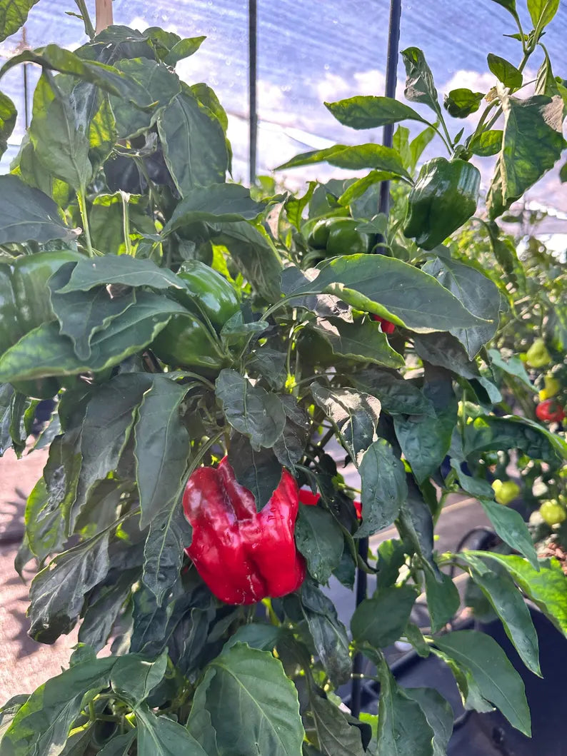 Antep Aci Dolma Pepper Seeds