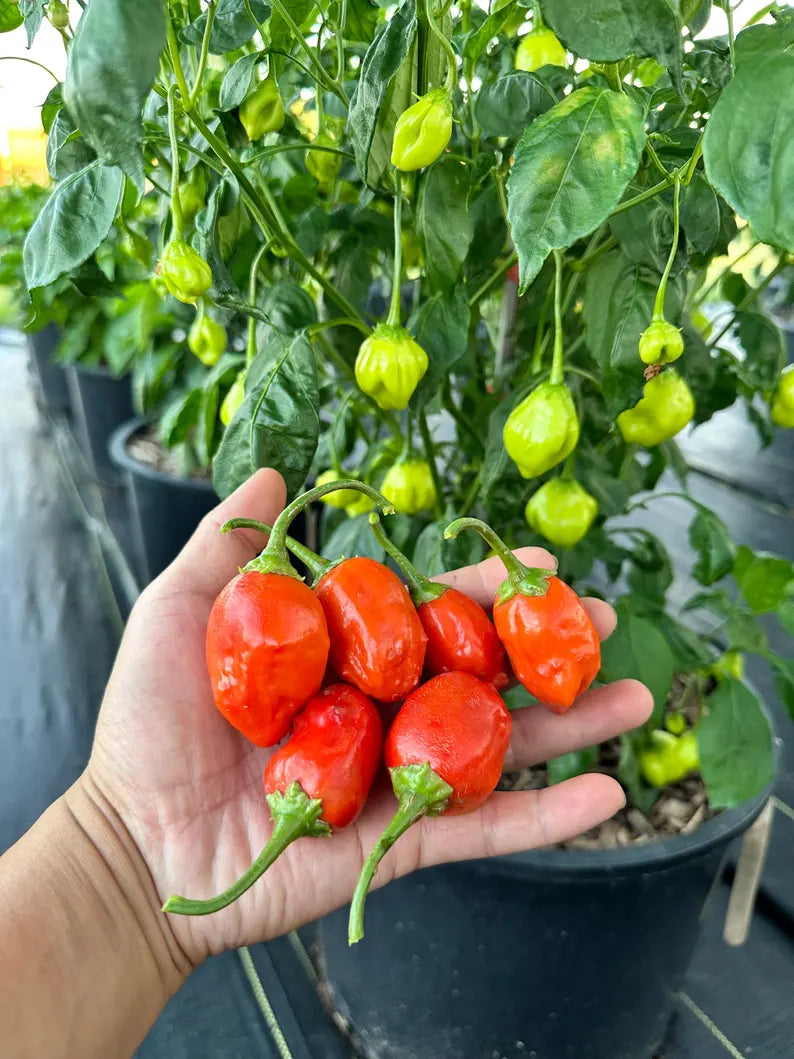 Apple Crisp Pepper Seeds