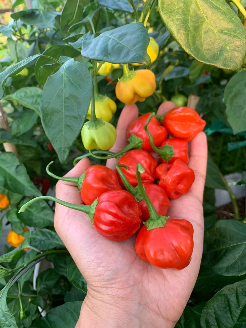 Apple Crisp Pepper Seeds