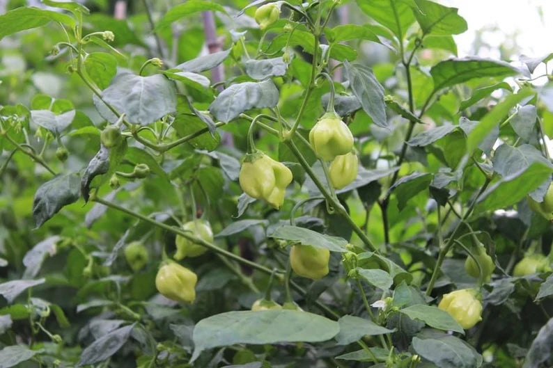 Apple Crisp Pepper Seeds