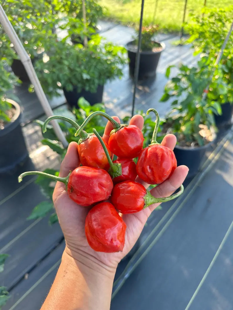 Apple Crisp Pepper Seeds