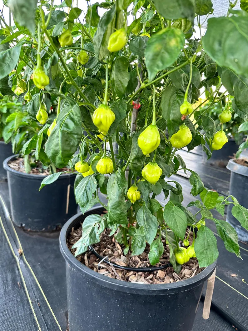 Apple Crisp Pepper Seeds