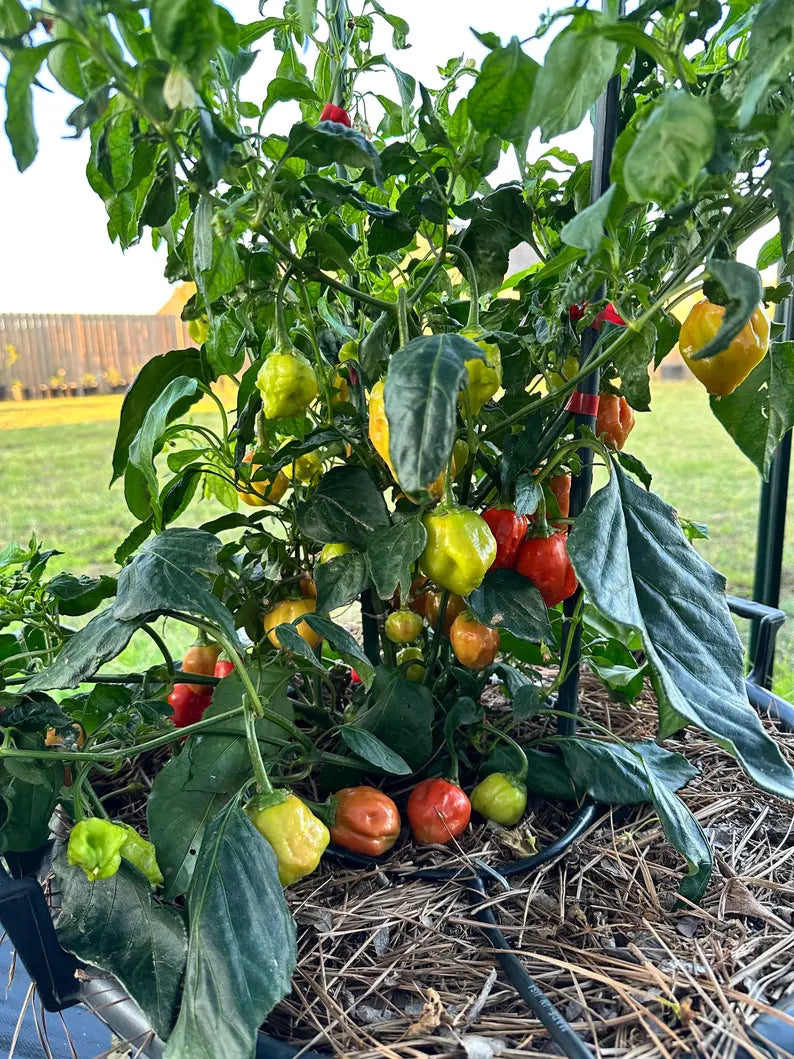 Apple Crisp Pepper Seeds