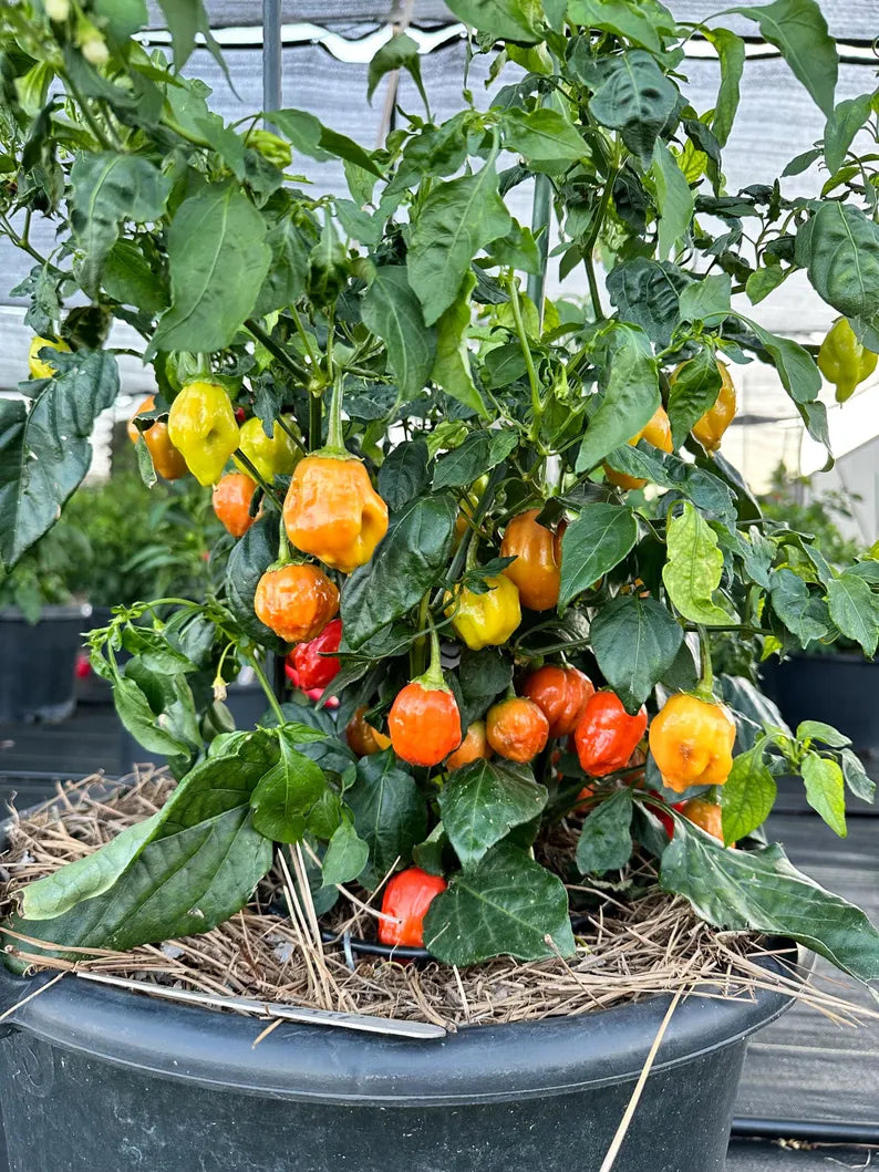 Apple Crisp Pepper Seeds