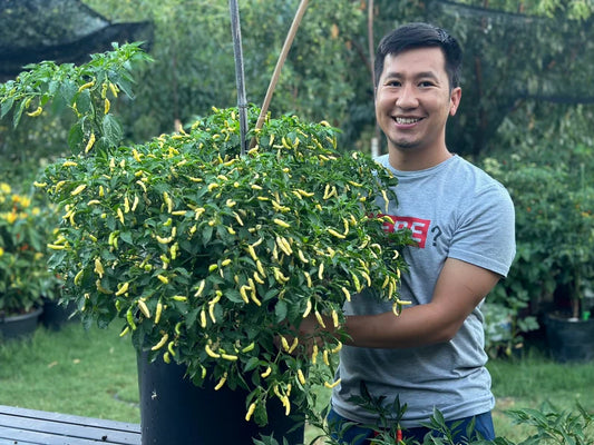 Aribibi Gusano Pepper Seeds