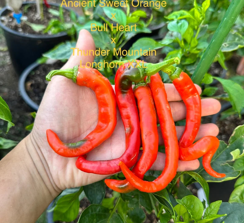 ASO x BH x TML XXL Pepper Seeds