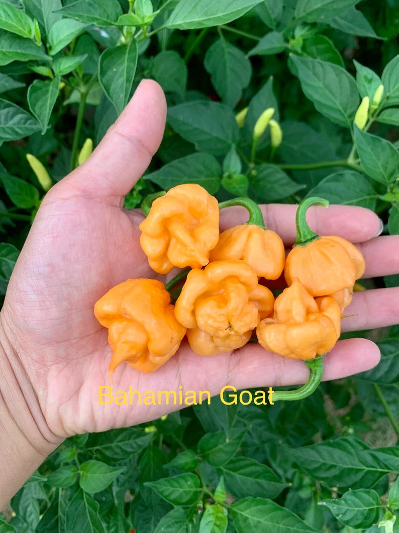 Bahamian Goat Pepper Seeds