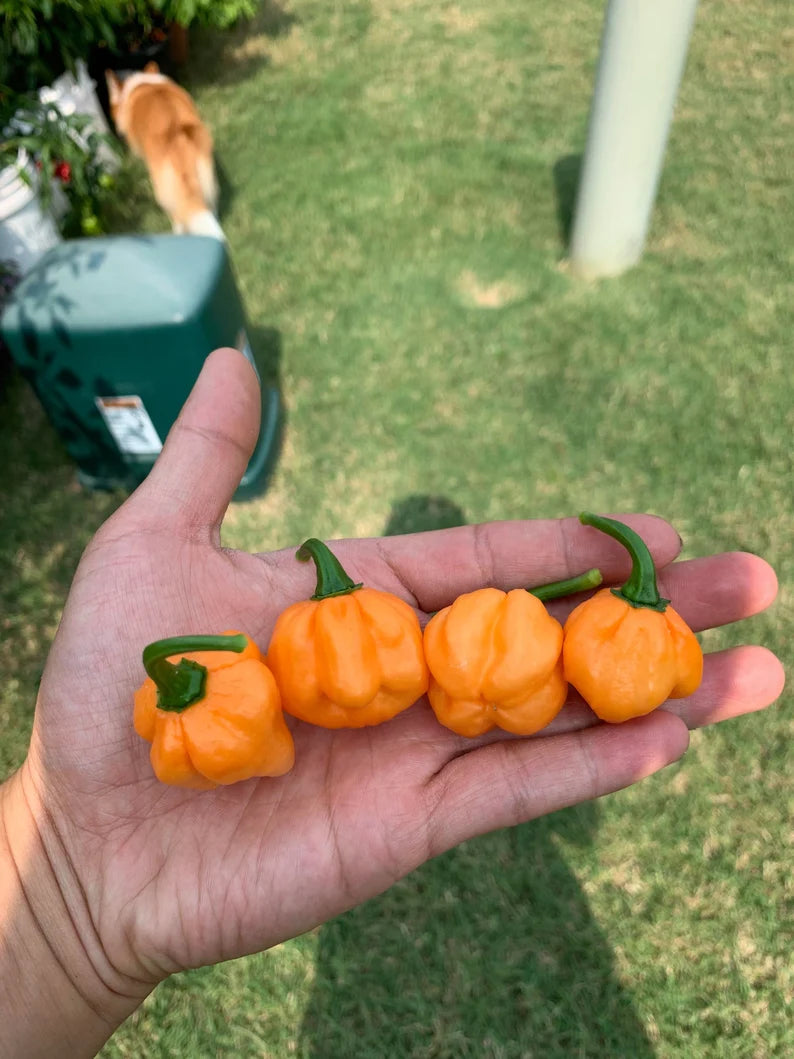 Bahamian Goat Pepper Seeds