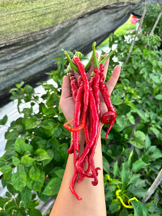 Bangalore Whippet Tail Pepper Seeds