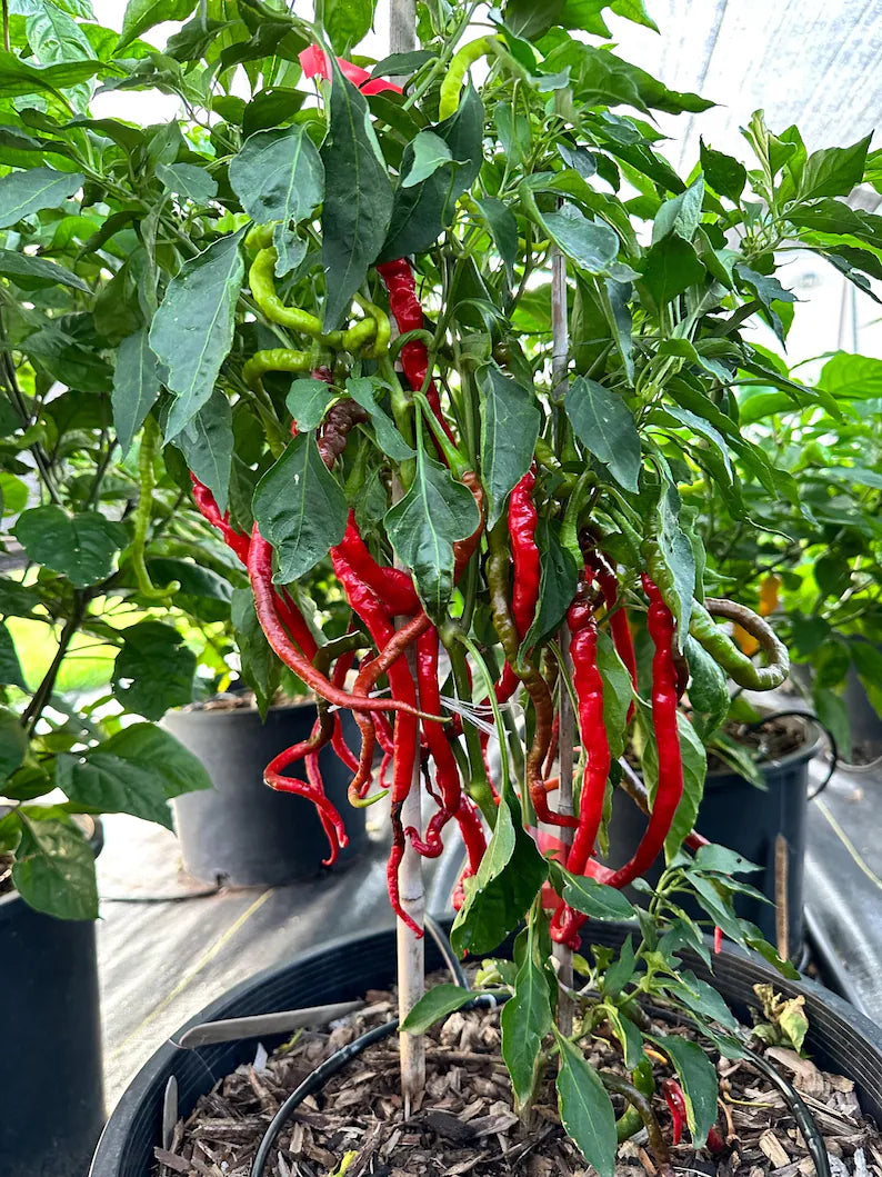 Bangalore Whippet Tail Pepper Seeds