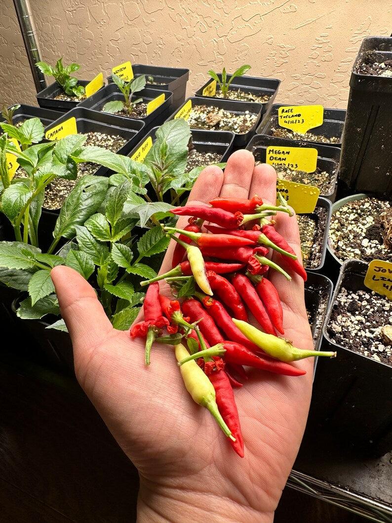 Basket of Fire Pepper Seeds