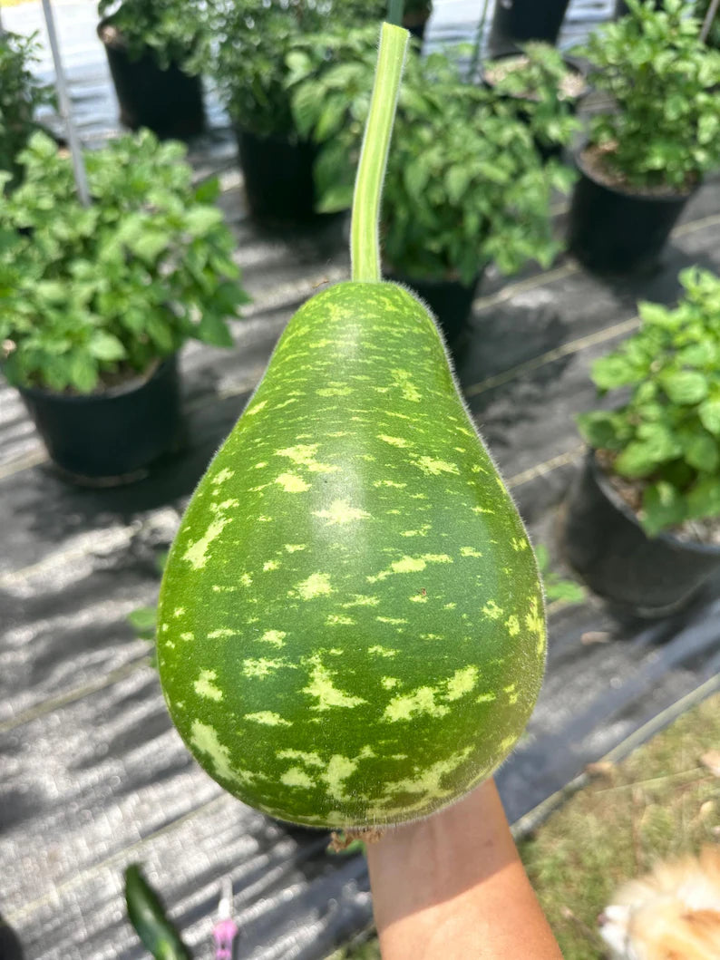 Bầu Sao/ Speckled Gourd Seeds