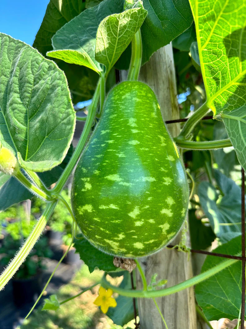 Bầu Sao/ Speckled Gourd Seeds