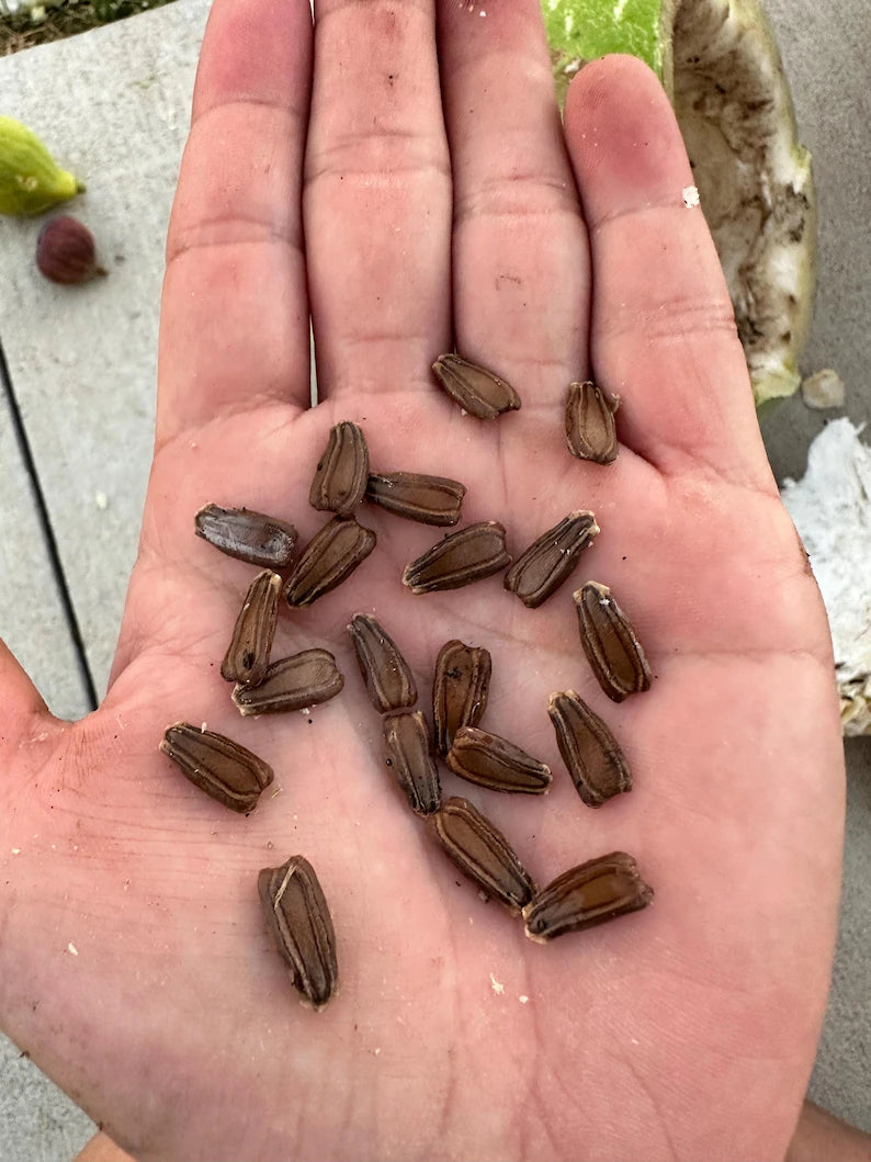 Bầu Sao/ Speckled Gourd Seeds