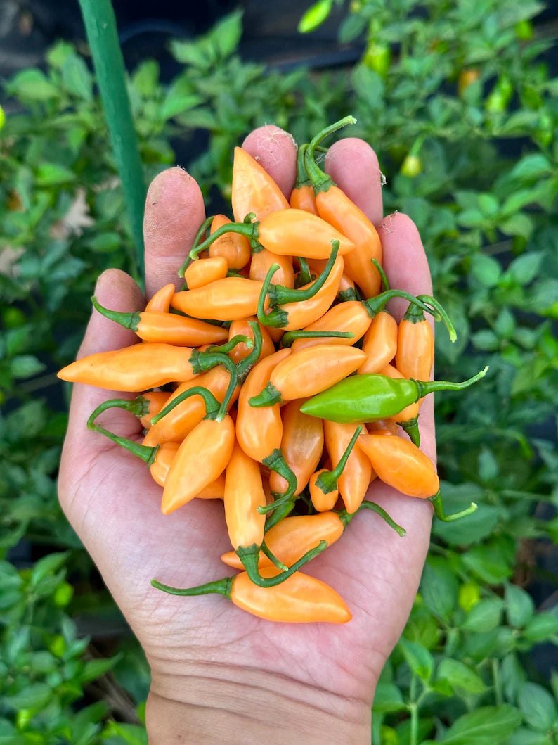 Beni Highland Orange Pepper Seeds