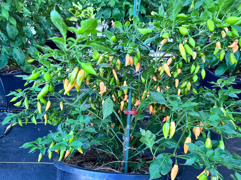 Beni Highland Orange Pepper Seeds