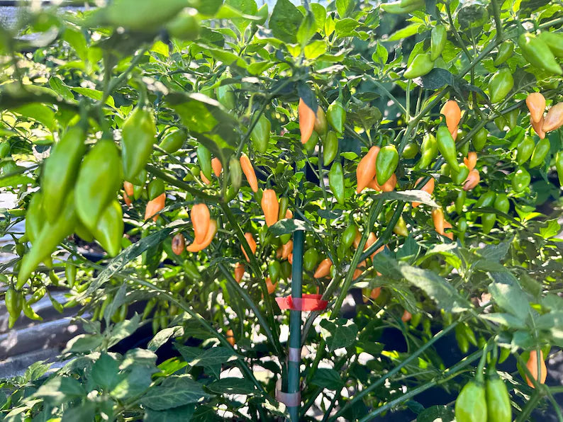 Beni Highland Orange Pepper Seeds