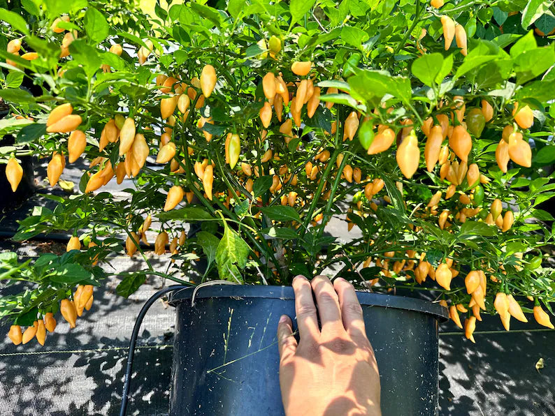 Beni Highland Orange Pepper Seeds