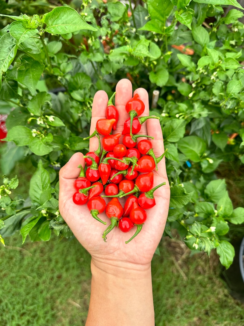 Bequinho/Chupentinho Red Pepper Seeds