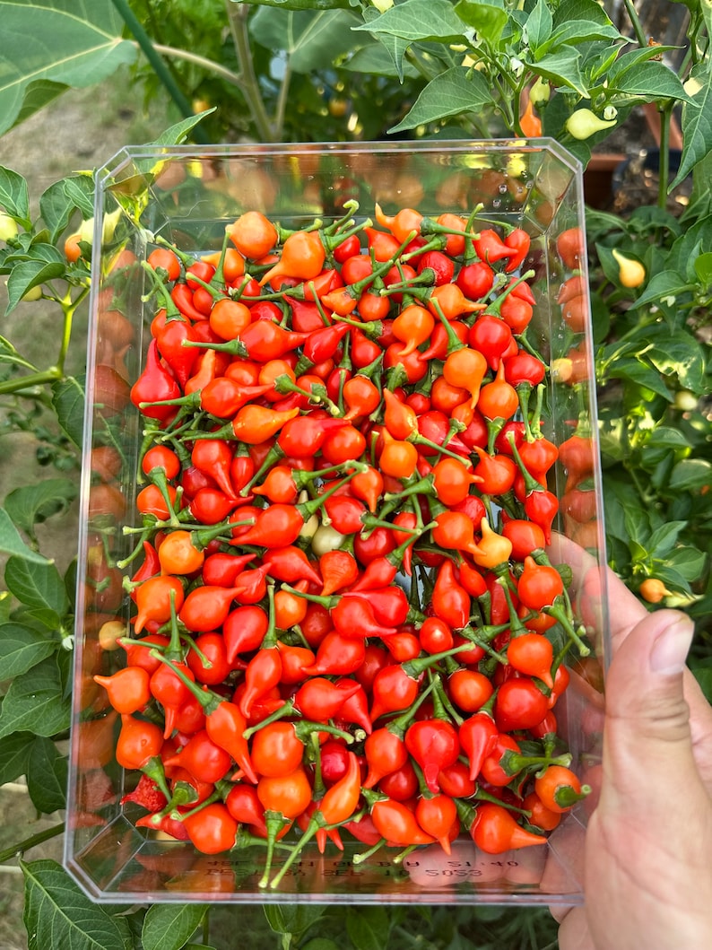 Bequinho/Chupentinho Red Pepper Seeds