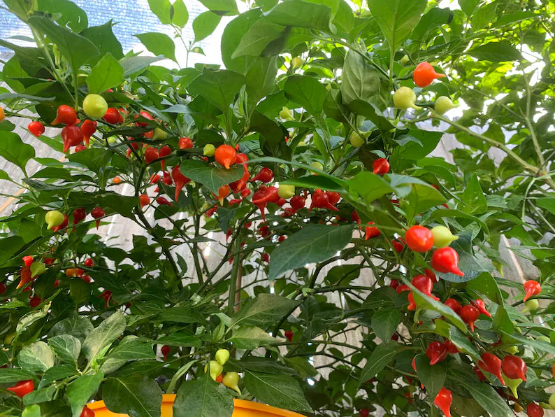 Bequinho/Chupentinho Red Pepper Seeds