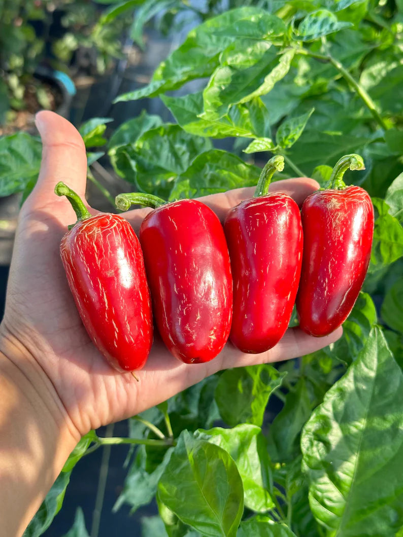 Biker Billy Jalapeño Pepper Seeds