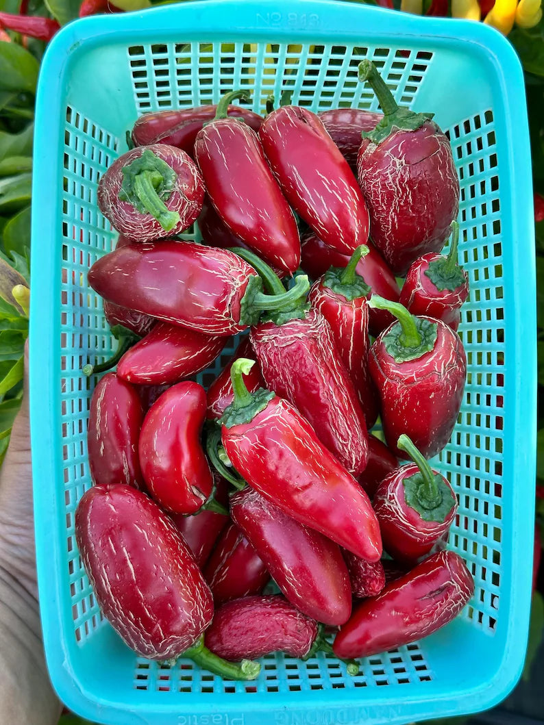 Biker Billy Jalapeño Pepper Seeds